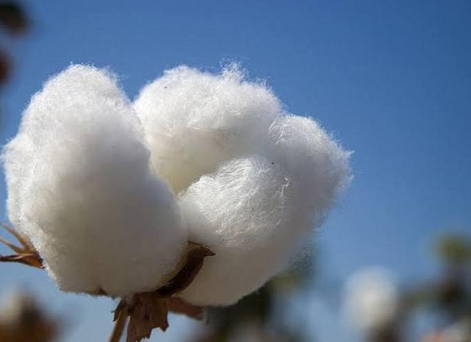 Cotton prices rise in Akola district! | अकोला जिल्ह्यात कापसाचे दर वाढले!
