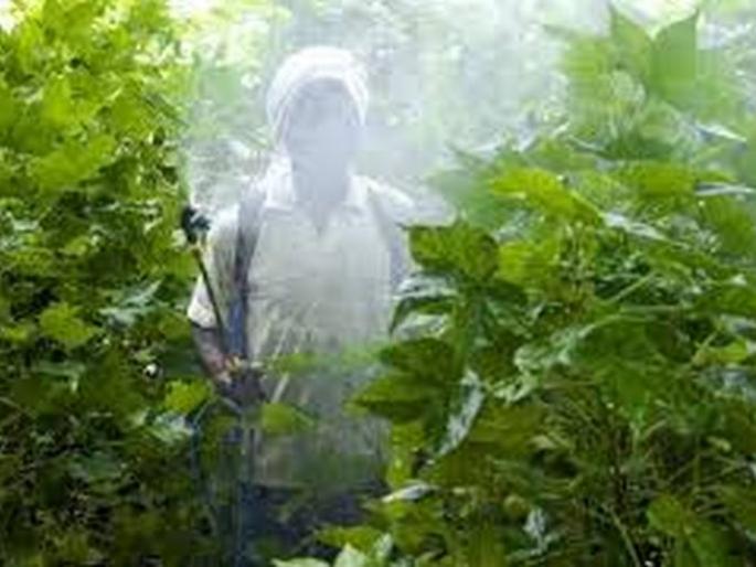 49 patients with poisoning from spray within six days | सहा दिवसांत फवारणीतून विषबाधेचे ४९ रुग्ण 49 patients with poisoning from spray within six days | सहा दिवसांत फवारणीतून विषबाधेचे ४९ रुग्ण