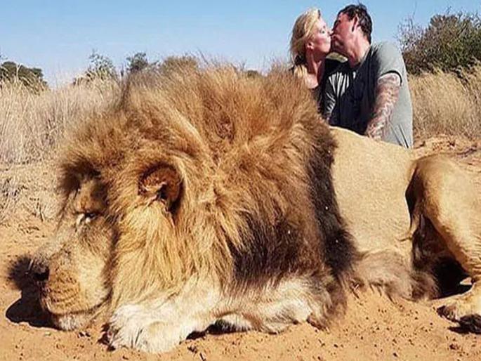 Couple kiss in photo with lion moments after shooting it dead | सिंहाची शिकार करून किस करत होतं कपल; नेटकऱ्यांनी घेतलं फैलावर Couple kiss in photo with lion moments after shooting it dead | सिंहाची शिकार करून किस करत होतं कपल; नेटकऱ्यांनी घेतलं फैलावर