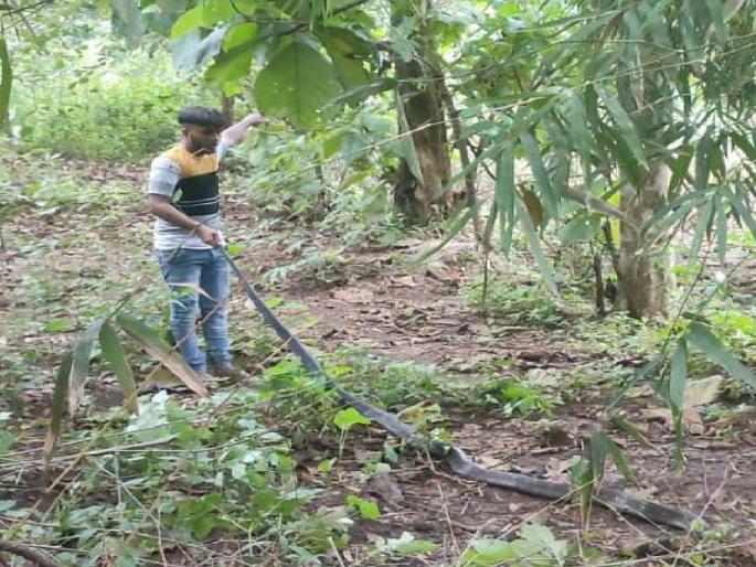 Bail application of youth who caught king cobra rejected, remanded in judicial custody | किंग कोब्रा साप पकडणाऱ्या 'त्या' युवकाचा जामीन अर्ज नाकारला, न्यायालयीन कोठडीत रवानगी Bail application of youth who caught king cobra rejected, remanded in judicial custody | किंग कोब्रा साप पकडणाऱ्या 'त्या' युवकाचा जामीन अर्ज नाकारला, न्यायालयीन कोठडीत रवानगी