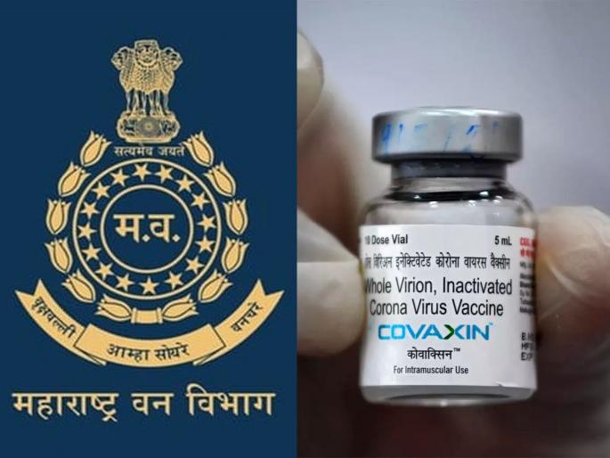 Major contribution of Maharashtra Forest Department in making Covaxin; found 20 rhesus monkey from Nagpur | Covaxin Vaccine: महाराष्ट्र वन विभागाशिवाय कोव्हॅक्सिन बनविणे अशक्य होते; ICMR च्या डॉ. बलराम भार्गवांचा गौप्यस्फोट Major contribution of Maharashtra Forest Department in making Covaxin; found 20 rhesus monkey from Nagpur | Covaxin Vaccine: महाराष्ट्र वन विभागाशिवाय कोव्हॅक्सिन बनविणे अशक्य होते; ICMR च्या डॉ. बलराम भार्गवांचा गौप्यस्फोट