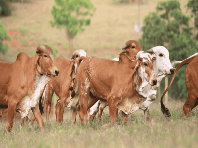 pune news 2 tons of beef seized in Junnar, 4 cows detained; Police take strict action | जुन्नरमध्ये २ टन गोमांस जप्त, ४ गायी ताब्यात; पोलिसांची धडक कारवाई