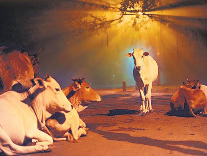 Two cows died on the spot after being shocked by an electric fan in Mhakwe | म्हाकवेत विद्युत पंख्याचा शॉक बसून दोन गाईंचा जागीच मृत्यू Two cows died on the spot after being shocked by an electric fan in Mhakwe | म्हाकवेत विद्युत पंख्याचा शॉक बसून दोन गाईंचा जागीच मृत्यू