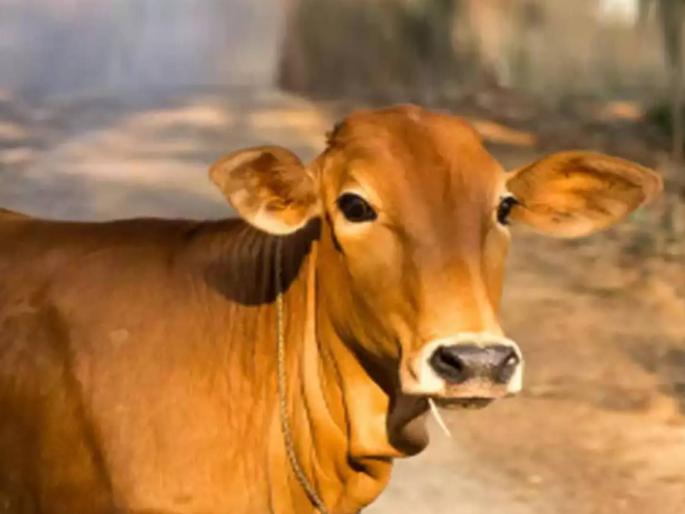 Special Article on Indian Cow and Hybrid Cow Rajya Mata Gomata Maharashtra Government | अन्वयार्थ लेख: गोवंश प्रेम... राज्यमातेचा सन्मान करताना राज्यमावशीचा दुस्वास नको!