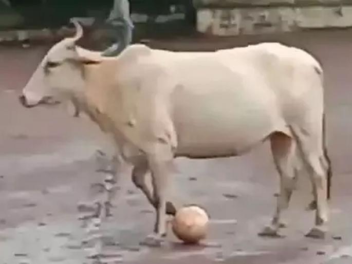 indian footballer cow viral on twitter have better football skills then messi and ronaldo | 'या' गाईसमोर मेस्सी अन् रोनाल्डोची फुटबॉल स्कील फिकी, पाहा भन्नाट व्हिडीओ indian footballer cow viral on twitter have better football skills then messi and ronaldo | 'या' गाईसमोर मेस्सी अन् रोनाल्डोची फुटबॉल स्कील फिकी, पाहा भन्नाट व्हिडीओ