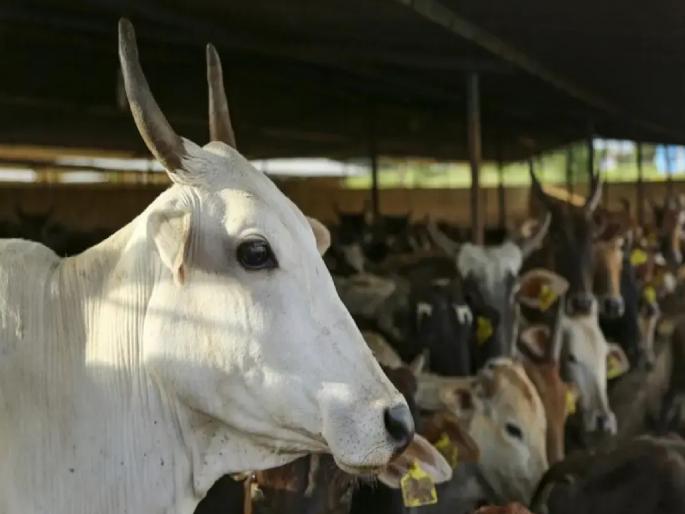 Cow dies on the spot after being kicked while milking, owner hits it on the head with a shovel in anger | दूध काढताना गाईने लाथ मारली, मालकाने रागात डोक्यात फावडे घातले; गाईचा जागीच मृत्यू Cow dies on the spot after being kicked while milking, owner hits it on the head with a shovel in anger | दूध काढताना गाईने लाथ मारली, मालकाने रागात डोक्यात फावडे घातले; गाईचा जागीच मृत्यू