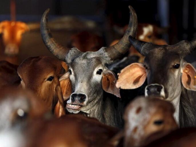 Mutual sale of cows taken under the name of Goshala; The farmers laid a trap and caught the accused | गोशाळेच्या नावाखाली नेलेल्या गाईंची परस्पर विक्री; शेतकऱ्यांनीच सापळा रचून पकडले आरोपीला Mutual sale of cows taken under the name of Goshala; The farmers laid a trap and caught the accused | गोशाळेच्या नावाखाली नेलेल्या गाईंची परस्पर विक्री; शेतकऱ्यांनीच सापळा रचून पकडले आरोपीला