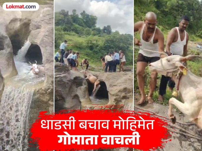 Thrilling rescue of cow trapped in dangerous Jogeshwari tank! Two-hour efforts by security guards successful | धोकादायक जोगेश्वरी कुंडात अडकलेल्या गोमातेची थरारक सुटका! सुरक्षारक्षकांच्या प्रयत्नांना यश Thrilling rescue of cow trapped in dangerous Jogeshwari tank! Two-hour efforts by security guards successful | धोकादायक जोगेश्वरी कुंडात अडकलेल्या गोमातेची थरारक सुटका! सुरक्षारक्षकांच्या प्रयत्नांना यश