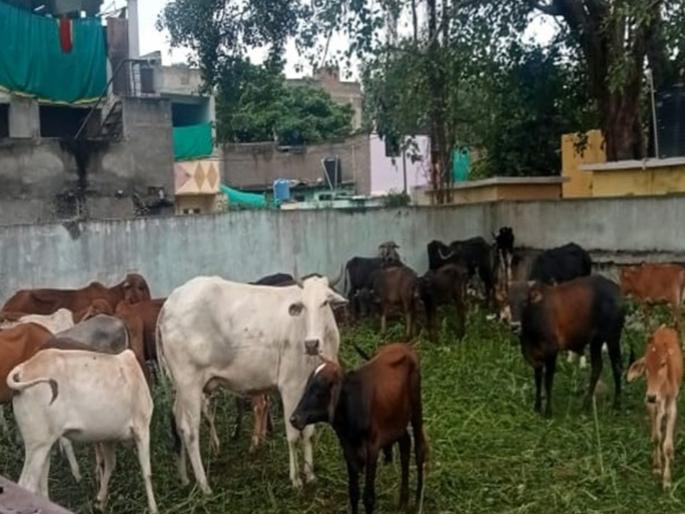 Animal Census: For the first time, stray animals are included in the animal census; information is collected in digital form | पहिल्यांदाच पशुगणनेत भटक्या प्राण्यांचाही समावेश; डिजिटल स्वरूपात माहितीचे संकलन Animal Census: For the first time, stray animals are included in the animal census; information is collected in digital form | पहिल्यांदाच पशुगणनेत भटक्या प्राण्यांचाही समावेश; डिजिटल स्वरूपात माहितीचे संकलन
