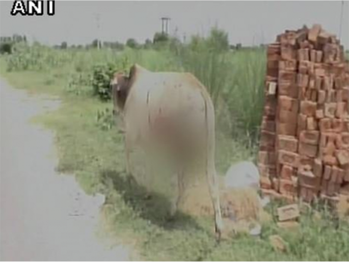 Acid attack on cows and bulls; Filed a complaint against unknown persons | गायी आणि बैलांवर अॅसिड हल्ला; अज्ञात व्यक्तींविरोधात गुन्हा दाखल  Acid attack on cows and bulls; Filed a complaint against unknown persons | गायी आणि बैलांवर अॅसिड हल्ला; अज्ञात व्यक्तींविरोधात गुन्हा दाखल