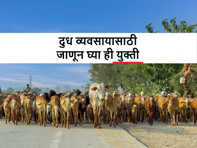 cow milk production and dairy management techniques | सावधान! तुमची जनावरे किटकनाशकयुक्त चारा खातात का?