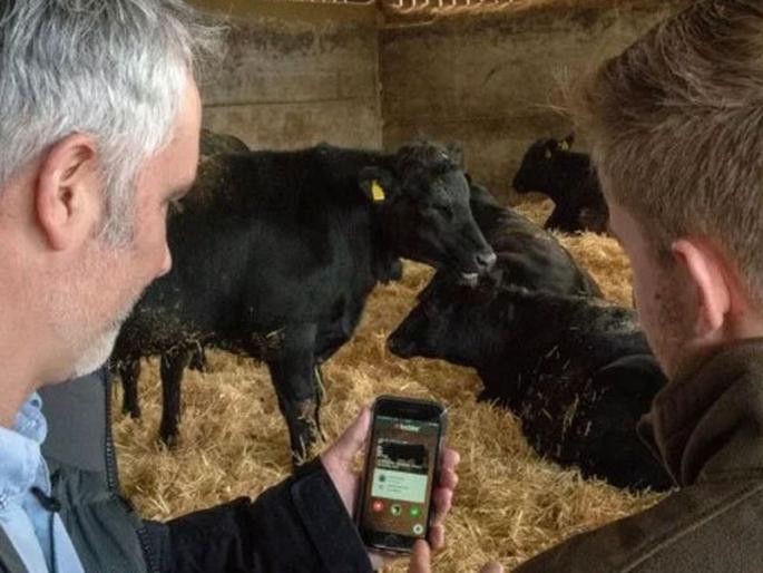 This app named Tudder is tinder for cows | बाबो! आता गायी-बैलांच्या डेटिंगसाठीही खास अॅप, शेतकऱ्यांना होतोय फायदा! This app named Tudder is tinder for cows | बाबो! आता गायी-बैलांच्या डेटिंगसाठीही खास अॅप, शेतकऱ्यांना होतोय फायदा!