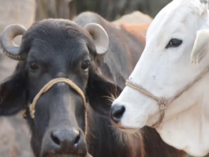 Livestock is decreasing in the state, Livestock Census Report released | राज्यात पशुधन घटतेय, पशुगणना अहवाल प्रसिद्ध