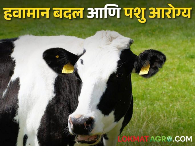 How does rising temperature affect livestock health? | वाढत्या तापमानाचा जनावरांच्या आरोग्यावर कसा होतो परिणाम How does rising temperature affect livestock health? | वाढत्या तापमानाचा जनावरांच्या आरोग्यावर कसा होतो परिणाम