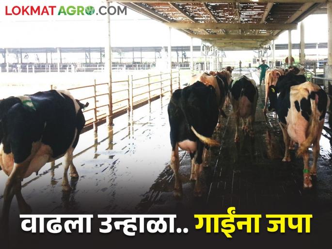 Summer is increasing.. How to increase milk production of cows | उन्हाळा वाढतोय.. गायींचे दुध उत्पादन कसे वाढवाल Summer is increasing.. How to increase milk production of cows | उन्हाळा वाढतोय.. गायींचे दुध उत्पादन कसे वाढवाल