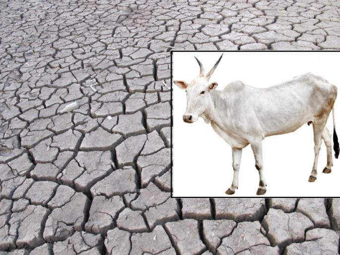 Fodder, water problem in Jat taluka is serious, milk production is decreasing | Sangli: जत तालुक्यात चारा प्रश्न गंभीर, दूध उत्पादनात घट Fodder, water problem in Jat taluka is serious, milk production is decreasing | Sangli: जत तालुक्यात चारा प्रश्न गंभीर, दूध उत्पादनात घट