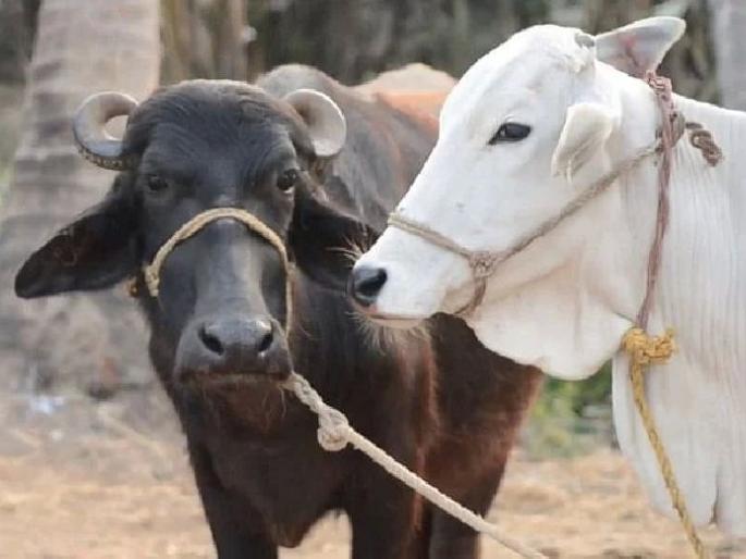 Market of ‘commission’ in purchase of subsidized cows through NDDB | अनुदानावरील गायी खरेदीत ‘कमिशन’चा बाजार; २० हजारांची गाय ४० हजारात Market of ‘commission’ in purchase of subsidized cows through NDDB | अनुदानावरील गायी खरेदीत ‘कमिशन’चा बाजार; २० हजारांची गाय ४० हजारात