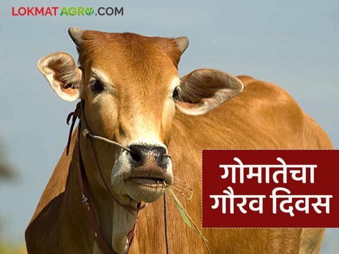 latest news Cow Day : Honoring the cow: Now every year on July 22nd, a special day for cows. Read in detail | Cow Day : गोमातेचा सन्मान : आता प्रत्येक वर्षी २२ जुलैला गायींसाठी विशेष दिन वाचा सविस्तर latest news Cow Day : Honoring the cow: Now every year on July 22nd, a special day for cows. Read in detail | Cow Day : गोमातेचा सन्मान : आता प्रत्येक वर्षी २२ जुलैला गायींसाठी विशेष दिन वाचा सविस्तर