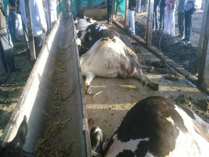 nine cows dead due to high electric supply line breaks down on cowshed in ahmednagar | दुर्दैवी! विजेची तार पडून नऊ गायींचा मृत्यू nine cows dead due to high electric supply line breaks down on cowshed in ahmednagar | दुर्दैवी! विजेची तार पडून नऊ गायींचा मृत्यू