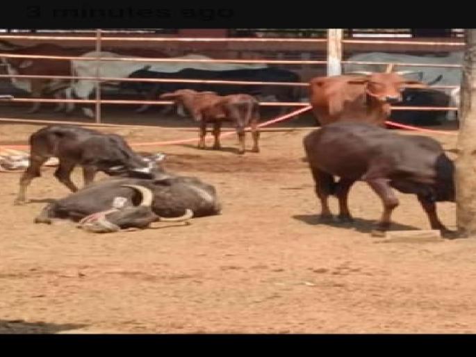 More than 50 cows died at Kaneri Mutt Kolhapur, Shubmangal Panchmahabhut Lokotsav got excited | Kolhapur News: कणेरी मठावर ५० हून अधिक गाईंचा मृत्यू, शुभमंगल पंचमहाभूत लोकोत्सवात उडाली खळबळ More than 50 cows died at Kaneri Mutt Kolhapur, Shubmangal Panchmahabhut Lokotsav got excited | Kolhapur News: कणेरी मठावर ५० हून अधिक गाईंचा मृत्यू, शुभमंगल पंचमहाभूत लोकोत्सवात उडाली खळबळ