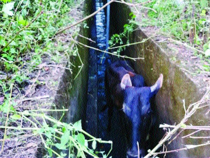 Incidence of falling animals in the litter due to cover | झाकणाअभावी गटारात जनावरे पडण्याच्या घटना Incidence of falling animals in the litter due to cover | झाकणाअभावी गटारात जनावरे पडण्याच्या घटना