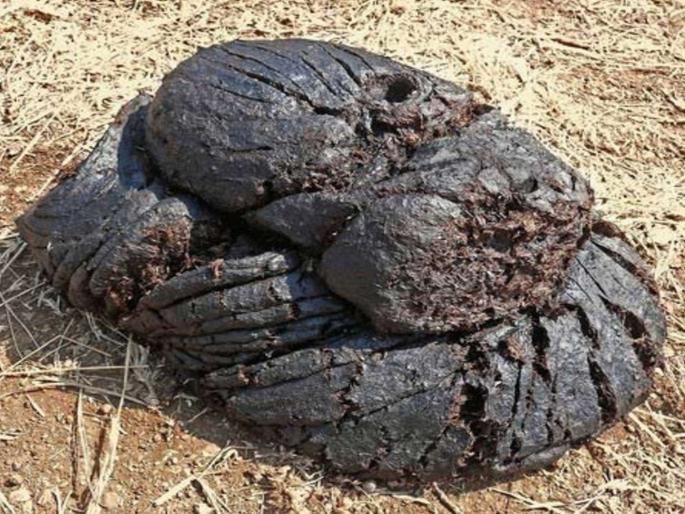 Cow dung suitable for air purification, pollution will stop | हवा शुद्धीकरणासाठी गाईचे शेण उपयुक्त, प्रदूषण थांबणार Cow dung suitable for air purification, pollution will stop | हवा शुद्धीकरणासाठी गाईचे शेण उपयुक्त, प्रदूषण थांबणार