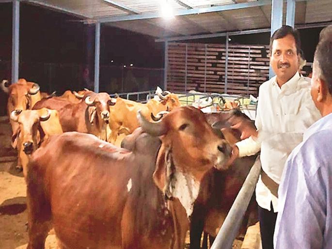 A highly educated youth achieved economic progress through indigenous cattle store | उच्च शिक्षित तरुणाने देशी गायींच्या गोठ्यातून साधली आर्थिक उन्नती A highly educated youth achieved economic progress through indigenous cattle store | उच्च शिक्षित तरुणाने देशी गायींच्या गोठ्यातून साधली आर्थिक उन्नती