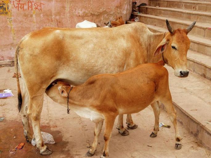 The strength of desi cow is reducing | गावरान गायीचे अस्तित्व संपण्याच्या वाटेवर The strength of desi cow is reducing | गावरान गायीचे अस्तित्व संपण्याच्या वाटेवर