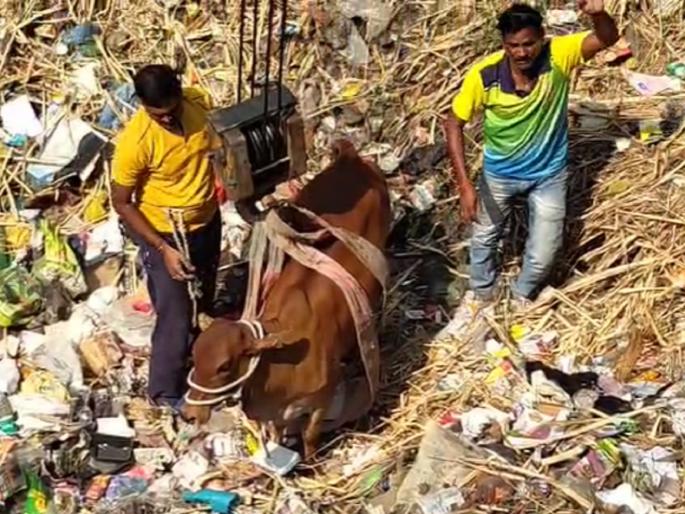 Cow fell into a falling well, rescue with the help of a crane | पडीत विहिरीमध्ये पडली गाय, क्रेनच्या सहायाने रेस्क्यू