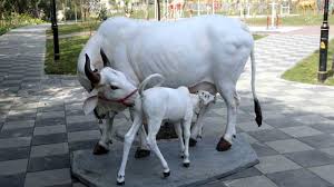 Organizing Gopashthmi Festival in Akola Gosave Project in Akola | अकोल्यातील आदर्श गोसेवा प्रकल्पात गोपाष्टमी महोत्सवाचे आयोजन Organizing Gopashthmi Festival in Akola Gosave Project in Akola | अकोल्यातील आदर्श गोसेवा प्रकल्पात गोपाष्टमी महोत्सवाचे आयोजन