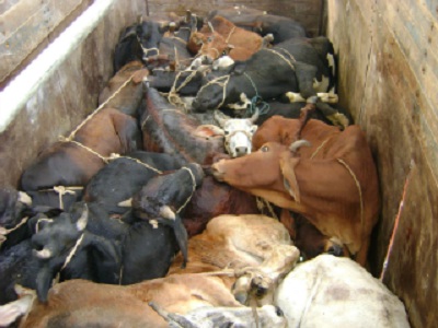 One arrested in Tempo, carrying cattle caught at Savarde | सावर्डे येथे पकडला जनावरे नेणारा टेम्पो, एकाला अटक