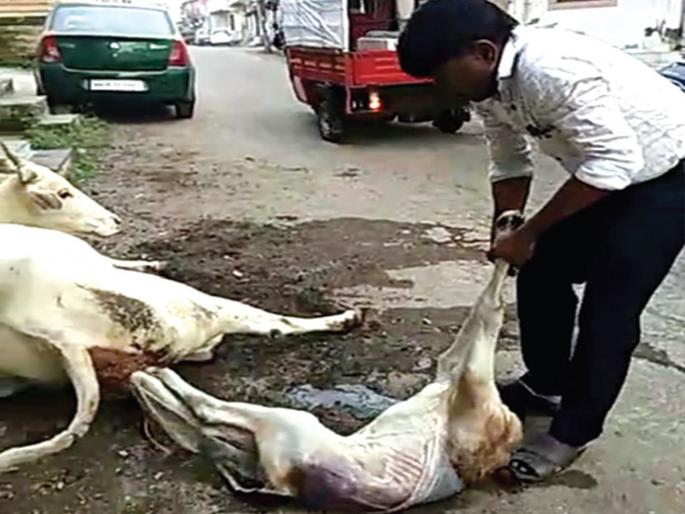 Dist. W Birth of a cow made by a teacher | डहाणूचा रँचो! मोबाईलवरुन पशुधन पर्यवेक्षिका पत्नीचं मार्गदर्शन घेत गाईची प्रसूती