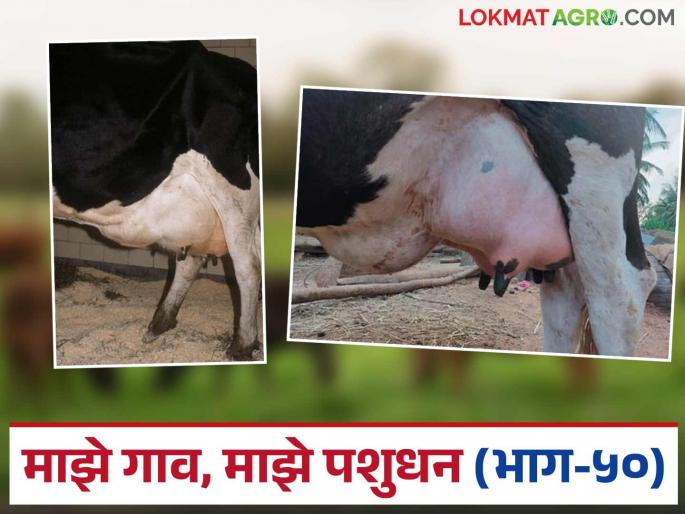 What causes Udder oedema in cows and buffaloes after calving? What can be done to treat it? Read in detail | गाय व म्हैस व्याल्यानंतर कासेवर सुज कशामुळे येते? काय कराल उपाय? वाचा सविस्तर What causes Udder oedema in cows and buffaloes after calving? What can be done to treat it? Read in detail | गाय व म्हैस व्याल्यानंतर कासेवर सुज कशामुळे येते? काय कराल उपाय? वाचा सविस्तर