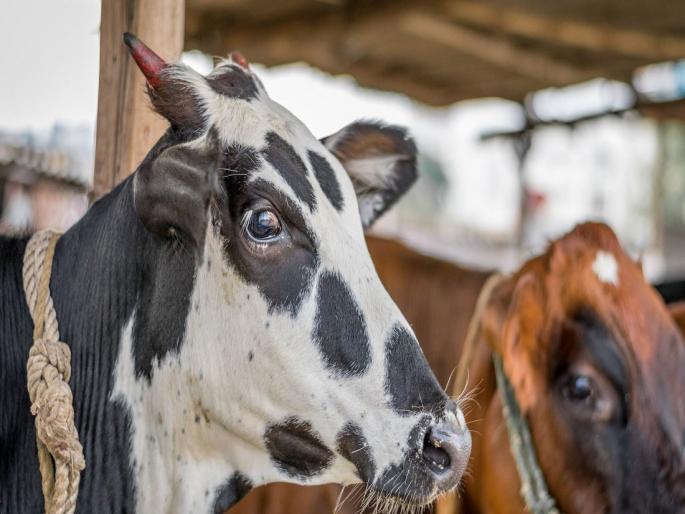 A fund of US$ 25 million to the Union Ministry of Animal Husbandry and Dairying | केंद्रीय पशुसंवर्धन आणि दुग्धव्यवसाय मंत्रालयाला २५ दशलक्ष अमेरिकन डॉलर्सचा निधी A fund of US$ 25 million to the Union Ministry of Animal Husbandry and Dairying | केंद्रीय पशुसंवर्धन आणि दुग्धव्यवसाय मंत्रालयाला २५ दशलक्ष अमेरिकन डॉलर्सचा निधी