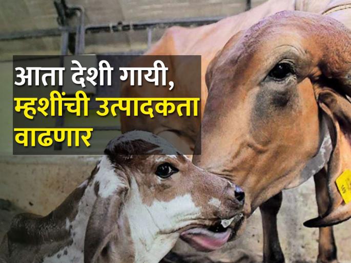 There will be an embryo transplant laboratory in every revenue department in the state, where are these laboratories? | राज्यात प्रत्येक महसुली विभागात भृण प्रत्यारोपण प्रयोगशाळेला मंजुरी, कुठे आहेत ह्या प्रयोगशाळा? There will be an embryo transplant laboratory in every revenue department in the state, where are these laboratories? | राज्यात प्रत्येक महसुली विभागात भृण प्रत्यारोपण प्रयोगशाळेला मंजुरी, कुठे आहेत ह्या प्रयोगशाळा?