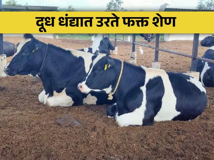 livestock should be produced which produce a lot of milk | भरपूर दूध उत्पादन देणारी जनावरे निर्माण करायला हवी livestock should be produced which produce a lot of milk | भरपूर दूध उत्पादन देणारी जनावरे निर्माण करायला हवी