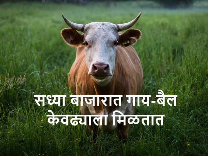 Cow and bullock price: Know what are the buying and selling rates of cattle in Maharashtra | Cow price: सध्या गाई-बैलांच्या खरेदी-विक्रीचे काय दर आहेत, जाणून घ्या Cow and bullock price: Know what are the buying and selling rates of cattle in Maharashtra | Cow price: सध्या गाई-बैलांच्या खरेदी-विक्रीचे काय दर आहेत, जाणून घ्या