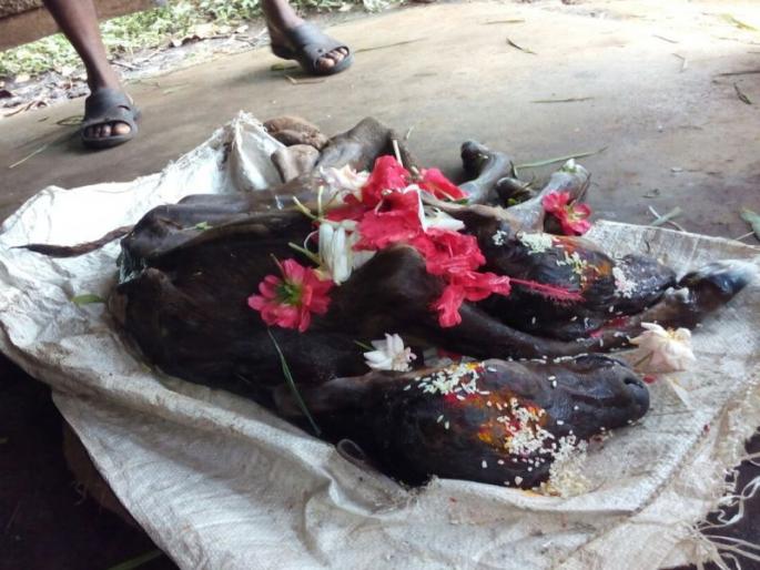 Cows gave birth to two calves, six feet and two tails calf, a wonderful miracle of nature in Vengurlia | OMG! गाईने दिला दोन तोंडे, सहा पाय आणि दोन शेपट्या असलेल्या वासराला जन्म, वेंगुर्ल्यात निसर्गाचा अद्भुत चमत्कार  Cows gave birth to two calves, six feet and two tails calf, a wonderful miracle of nature in Vengurlia | OMG! गाईने दिला दोन तोंडे, सहा पाय आणि दोन शेपट्या असलेल्या वासराला जन्म, वेंगुर्ल्यात निसर्गाचा अद्भुत चमत्कार