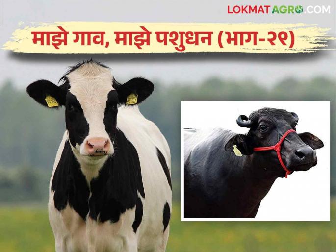 Why do drying of cows & buffalo? And how important it is to drying read in detail | गाय म्हैस का व कशी आटवतात? अन् आटवणं किती महत्त्वाचं आहे.. वाचा सविस्तर Why do drying of cows & buffalo? And how important it is to drying read in detail | गाय म्हैस का व कशी आटवतात? अन् आटवणं किती महत्त्वाचं आहे.. वाचा सविस्तर