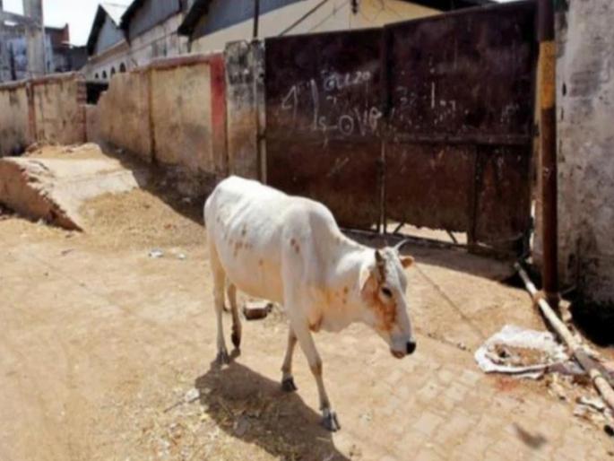 Cow injured after being fed explosive mixed food in Madhya Pradesh | मध्य प्रदेशात केरळची पुनरावृत्ती; स्फोटकमिश्रित खाद्य दिल्यानं गाय गंभीर जखमी Cow injured after being fed explosive mixed food in Madhya Pradesh | मध्य प्रदेशात केरळची पुनरावृत्ती; स्फोटकमिश्रित खाद्य दिल्यानं गाय गंभीर जखमी