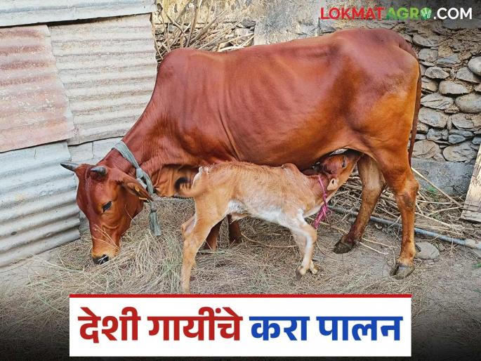 Gopaalan: latest news Find out in detail why the cowherds refuse to take care of cows | Gopaalan : 'राजमाते'च्या संगोपनाला गोपालकांचा का आहे नकार जाणून घ्या सविस्तर