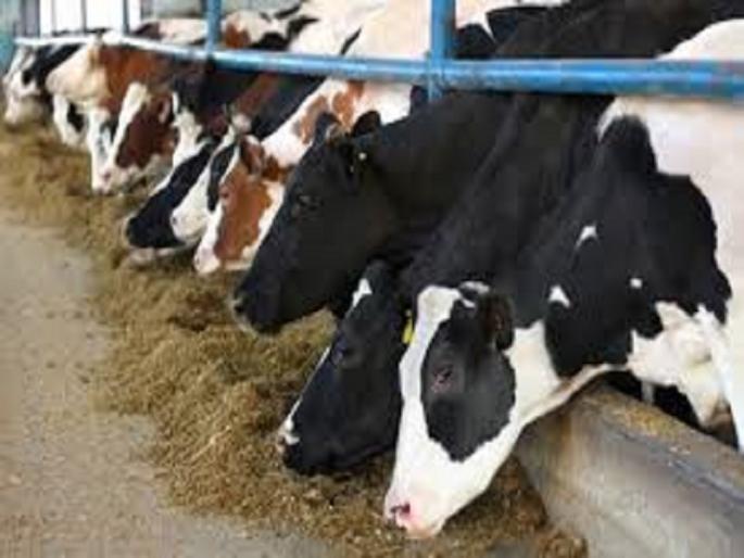 ... price hike for milk producing farmers? | ...यासाठी हवीय दूध उत्पादक शेतक-यांना दरवाढ? ... price hike for milk producing farmers? | ...यासाठी हवीय दूध उत्पादक शेतक-यांना दरवाढ?