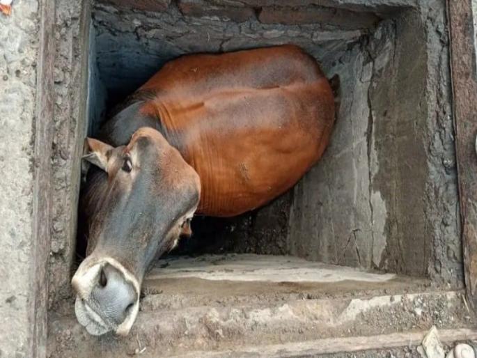 Safe rescue of a calf that fell into a chamber in the market yard | मार्केटयार्डात चेंबरमध्ये पडलेल्या वासराची सुखरूप सुटका Safe rescue of a calf that fell into a chamber in the market yard | मार्केटयार्डात चेंबरमध्ये पडलेल्या वासराची सुखरूप सुटका