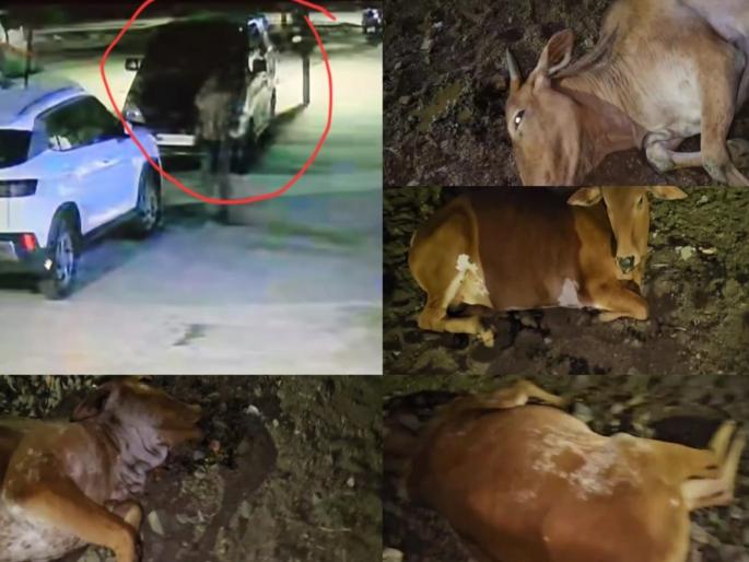 Beed Crime: Attempt to steal cows by feeding them with drugging in Parali; Plan foiled by citizens' vigilance | Beed Crime: धक्कादायक! परळीत गुंगीचे औषध खाऊ घालून गायी चोरण्याचा प्रयत्न Beed Crime: Attempt to steal cows by feeding them with drugging in Parali; Plan foiled by citizens' vigilance | Beed Crime: धक्कादायक! परळीत गुंगीचे औषध खाऊ घालून गायी चोरण्याचा प्रयत्न