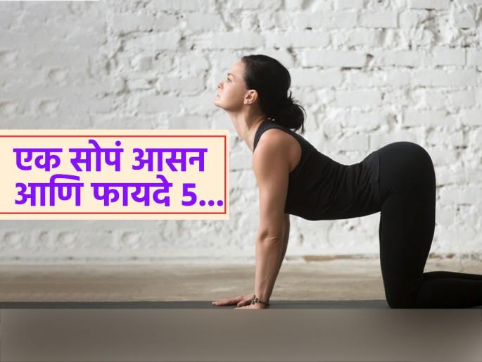 5 benefits of doing cow pose every morning you should know | रोज सकाळी काही मिनिटंच करा Cow Pose, दूर होतील शरीरातील 'या' ५ समस्या...