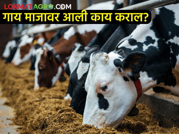 how to care if the cow has come to heat? It will be a big benefit | गाय माजावर आली असेल तर ही काळजी घ्या? होईल मोठा फायदा