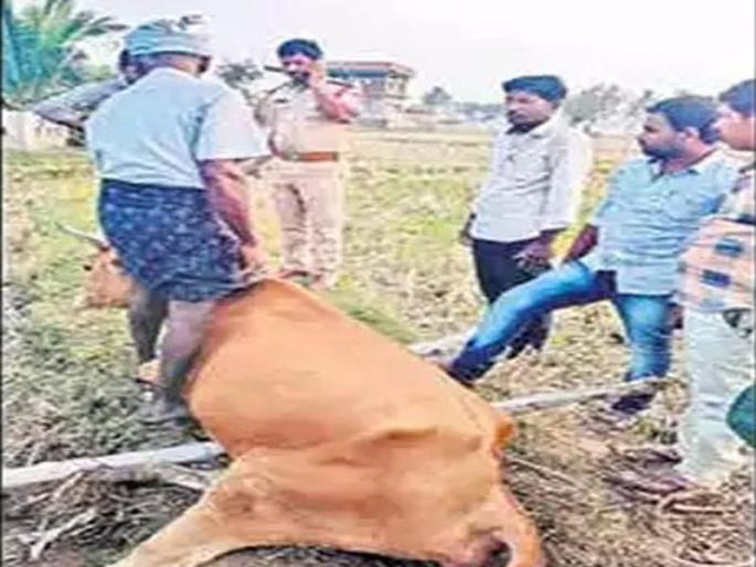 The culmination of perversity! Rape of pregnant cow; Filed Against the Believers | विकृतीचा कळस! गरोदर गायीवर बलात्कार; अज्ञातांविरोधात गुन्हा दाखल The culmination of perversity! Rape of pregnant cow; Filed Against the Believers | विकृतीचा कळस! गरोदर गायीवर बलात्कार; अज्ञातांविरोधात गुन्हा दाखल