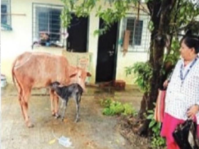 Women rushed to help cow who gave birth to calf in heavy rain in Ratnagiri | रत्नागिरीत भरपावसात वासराला जन्म देणाऱ्या गोमातेच्या मदतीला धावल्या महिला