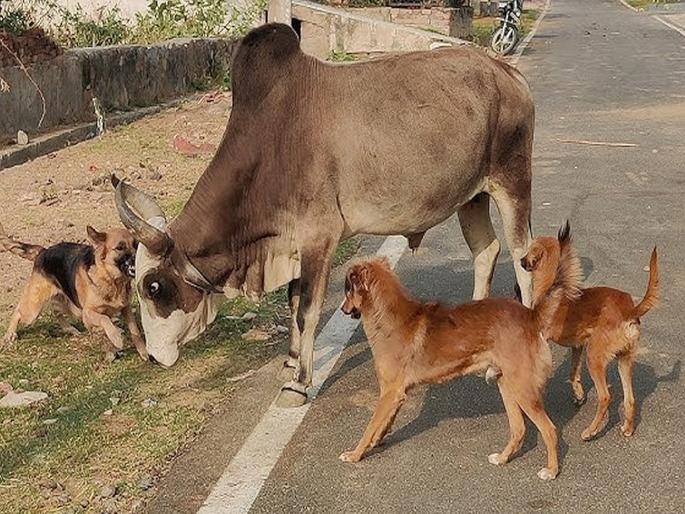 Woman dies of rabies after drinking infected cow's milk; Is this really the case? Neighbors worried... | संक्रमित गाईचे दूध पिल्याने महिलेचा रेबीजने मृत्यू; खरेच असे होते का? शेजारचे चिंतेत... Woman dies of rabies after drinking infected cow's milk; Is this really the case? Neighbors worried... | संक्रमित गाईचे दूध पिल्याने महिलेचा रेबीजने मृत्यू; खरेच असे होते का? शेजारचे चिंतेत...