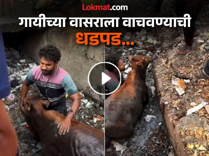 Viral Video : Man rescues cow trapped in drain watch video | शाब्बास रे पठ्ठ्या! वासराला वाचवण्याची तरूणाची धडपड, व्हिडीओ बघून कराल कौतुक! Viral Video : Man rescues cow trapped in drain watch video | शाब्बास रे पठ्ठ्या! वासराला वाचवण्याची तरूणाची धडपड, व्हिडीओ बघून कराल कौतुक!